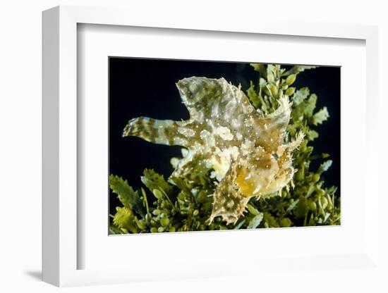 Sargassum fish (Histiro histiro) at the  sea surface with  floating sargassum weed.  Hawaii-David Fleetham-Framed Photographic Print