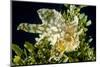 Sargassum fish (Histiro histiro) at the  sea surface with  floating sargassum weed.  Hawaii-David Fleetham-Mounted Photographic Print