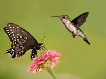 Black Swallowtail Butterfly Feeding On Pink Flower With A Hummingbird Hovering Next To It-Sari ONeal-Photographic Print