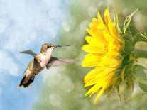 Ruby-Throated Hummingbird Hovering Next To A Bright Yellow Sunflower-Sari ONeal-Photographic Print