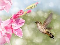 Dreamy Image Of A Ruby-Throated Hummingbird Hovering Next To A Pink Gladiolus Flower-Sari ONeal-Photographic Print