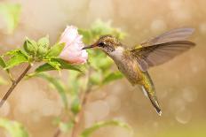 Dreamy Image Of A Ruby-Throated Hummingbird Feeding On A Pink Zinnia-Sari ONeal-Photographic Print
