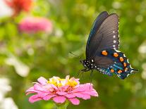 Green Swallowtail Butterfly Feeding On A Pink Zinnia In Sunny Summer Garden-Sari ONeal-Photographic Print