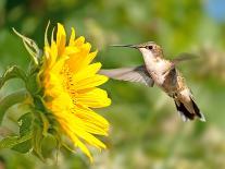 Ruby-Throated Hummingbird Hovering Next To A Bright Yellow Sunflower-Sari ONeal-Photographic Print