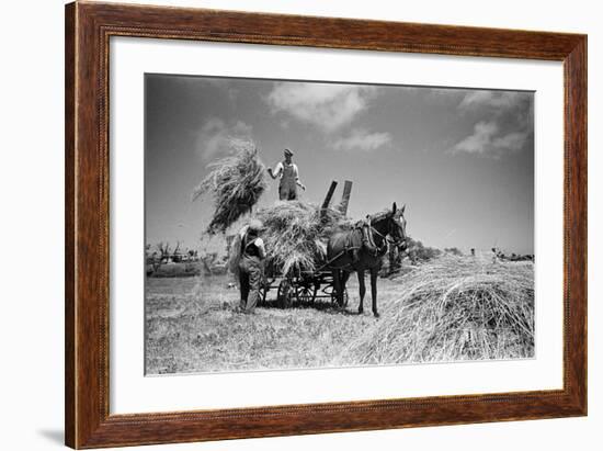 Sark, Channel Islands July 1947-Staff-Framed Photographic Print