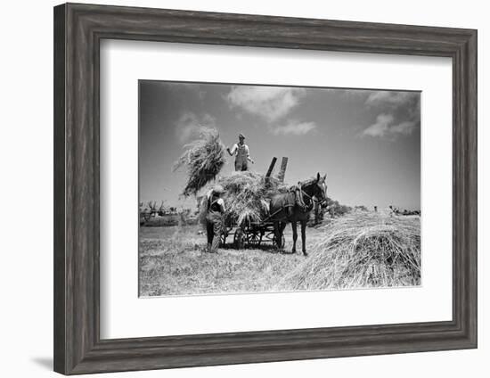 Sark, Channel Islands July 1947-Staff-Framed Photographic Print