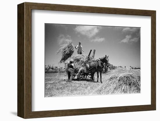 Sark, Channel Islands July 1947-Staff-Framed Photographic Print