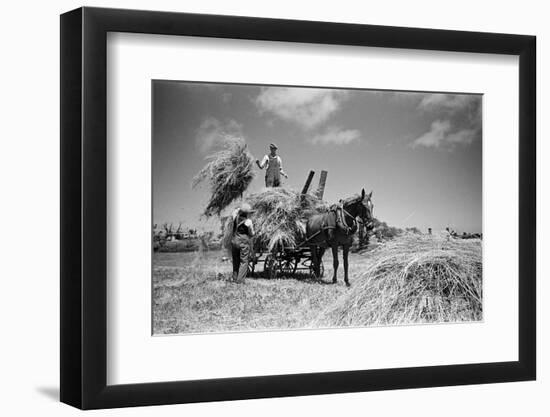 Sark, Channel Islands July 1947-Staff-Framed Photographic Print