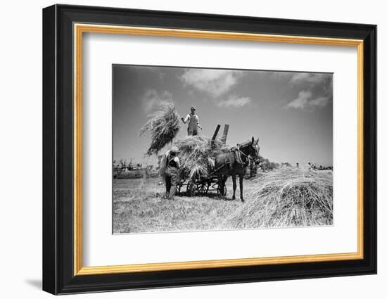 Sark, Channel Islands July 1947-Staff-Framed Photographic Print