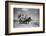 Sark, Channel Islands July 1947-Staff-Framed Photographic Print