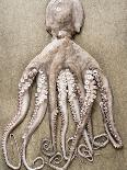 An Entire Octopus-Sarka Babicka-Premium Photographic Print