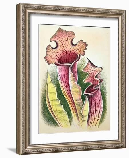 Sarracenia, 1948-Isabel Alexander-Framed Giclee Print