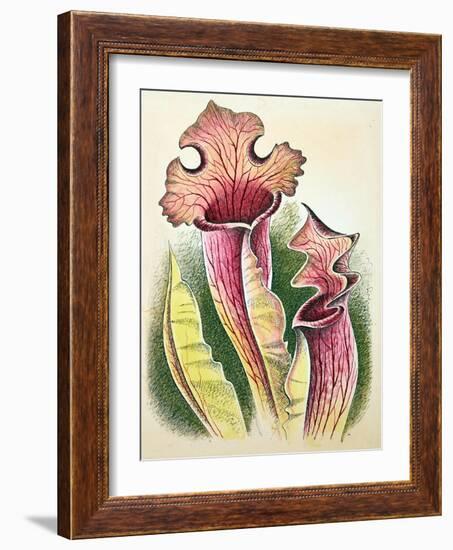 Sarracenia, 1948-Isabel Alexander-Framed Giclee Print