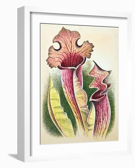 Sarracenia, 1948-Isabel Alexander-Framed Giclee Print