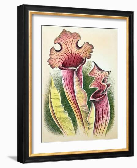 Sarracenia, 1948-Isabel Alexander-Framed Giclee Print