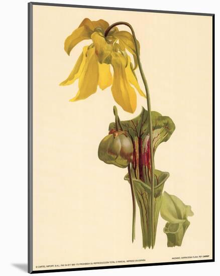 Sarracenia Flava-null-Mounted Art Print