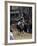 Sartiglia, Oristano, Sardinia, Italy-Oliviero Olivieri-Framed Photographic Print