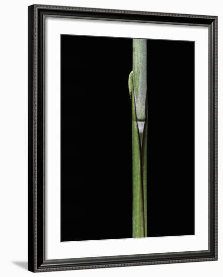 Sasa Kurilensis (Bamboo) - Shoot-Paul Starosta-Framed Photographic Print