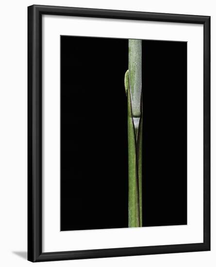 Sasa Kurilensis (Bamboo) - Shoot-Paul Starosta-Framed Photographic Print