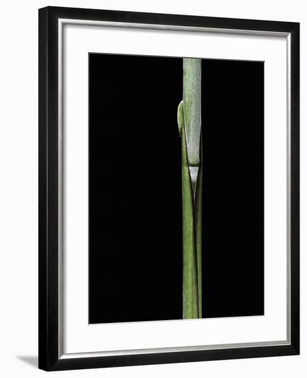 Sasa Kurilensis (Bamboo) - Shoot-Paul Starosta-Framed Photographic Print