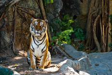 Female Wild White Tiger from Thailand-sasilsolutions-Photographic Print