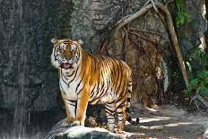 Female Wild Tiger From Thailand-sasilsolutions-Photographic Print