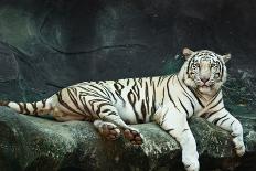 Female Wild White Tiger from Thailand-sasilsolutions-Photographic Print