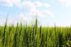 Prarie Wheat Field-Sask Explorer-Photographic Print