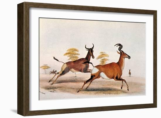 Sassaby and Hartebeest-William Cornwallis Harris-Framed Giclee Print