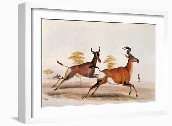 Sassaby and Hartebeest-William Cornwallis Harris-Framed Giclee Print