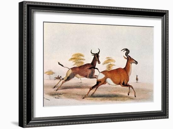 Sassaby and Hartebeest-William Cornwallis Harris-Framed Giclee Print