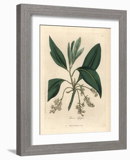 Sassafras Tree, Laurus Sassafras-James Sowerby-Framed Giclee Print