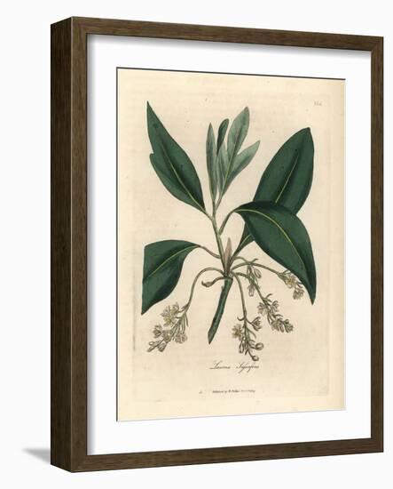 Sassafras Tree, Laurus Sassafras-James Sowerby-Framed Giclee Print