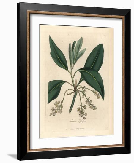 Sassafras Tree, Laurus Sassafras-James Sowerby-Framed Giclee Print