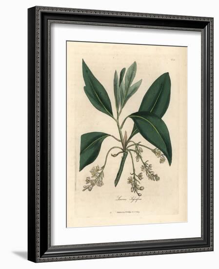 Sassafras Tree, Laurus Sassafras-James Sowerby-Framed Giclee Print