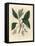 Sassafras Tree, Laurus Sassafras-James Sowerby-Framed Premier Image Canvas