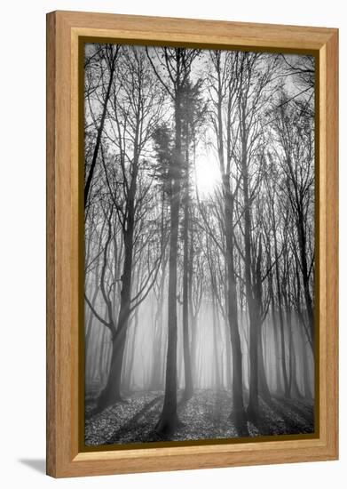 Sassofratino Reserve, Foreste Casentinesi National Park, Badia Prataglia, Tuscany, Italy-ClickAlps-Framed Premier Image Canvas