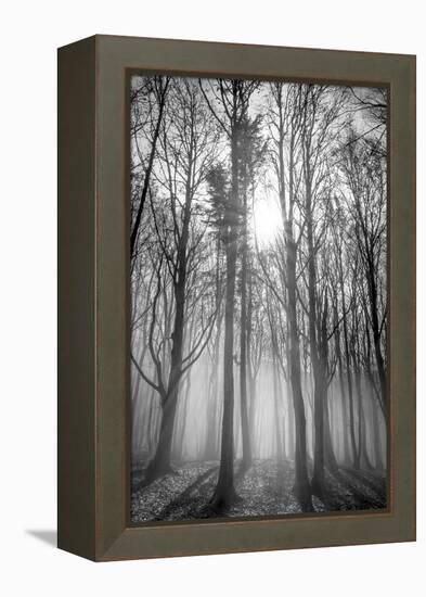 Sassofratino Reserve, Foreste Casentinesi National Park, Badia Prataglia, Tuscany, Italy-ClickAlps-Framed Premier Image Canvas