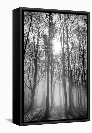 Sassofratino Reserve, Foreste Casentinesi National Park, Badia Prataglia, Tuscany, Italy-ClickAlps-Framed Premier Image Canvas