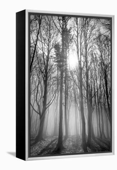 Sassofratino Reserve, Foreste Casentinesi National Park, Badia Prataglia, Tuscany, Italy-ClickAlps-Framed Premier Image Canvas