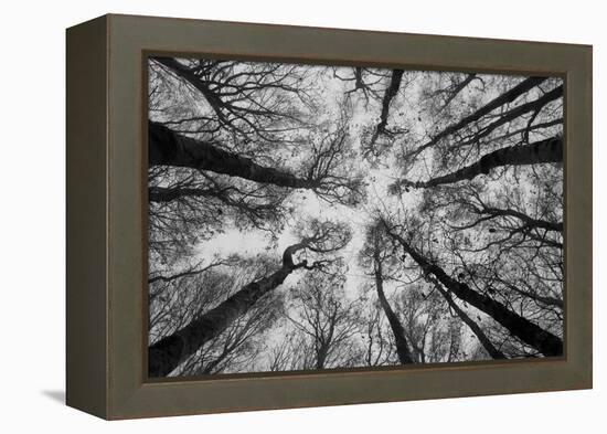 Sassofratino Reserve, Foreste Casentinesi National Park, Badia Prataglia, Tuscany, Italy-ClickAlps-Framed Premier Image Canvas