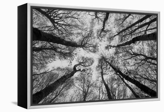 Sassofratino Reserve, Foreste Casentinesi National Park, Badia Prataglia, Tuscany, Italy-ClickAlps-Framed Premier Image Canvas