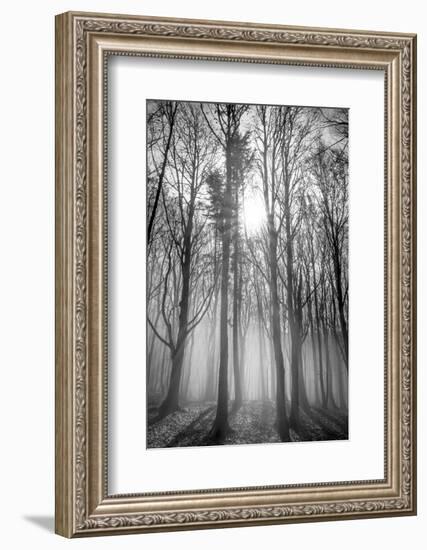 Sassofratino Reserve, Foreste Casentinesi National Park, Badia Prataglia, Tuscany, Italy-ClickAlps-Framed Photographic Print