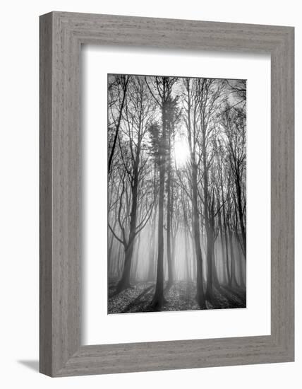 Sassofratino Reserve, Foreste Casentinesi National Park, Badia Prataglia, Tuscany, Italy-ClickAlps-Framed Photographic Print