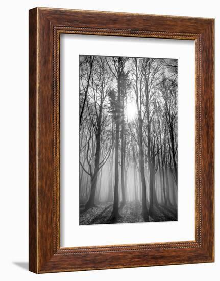 Sassofratino Reserve, Foreste Casentinesi National Park, Badia Prataglia, Tuscany, Italy-ClickAlps-Framed Photographic Print