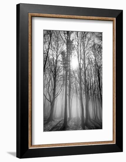 Sassofratino Reserve, Foreste Casentinesi National Park, Badia Prataglia, Tuscany, Italy-ClickAlps-Framed Photographic Print