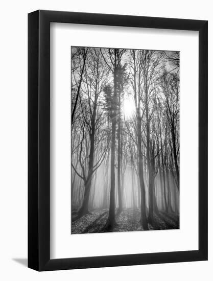 Sassofratino Reserve, Foreste Casentinesi National Park, Badia Prataglia, Tuscany, Italy-ClickAlps-Framed Photographic Print