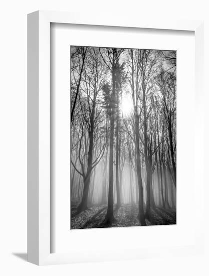 Sassofratino Reserve, Foreste Casentinesi National Park, Badia Prataglia, Tuscany, Italy-ClickAlps-Framed Photographic Print