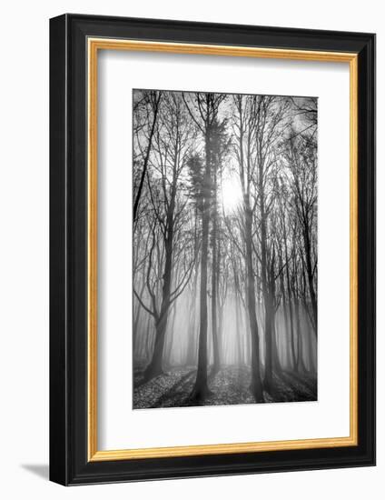 Sassofratino Reserve, Foreste Casentinesi National Park, Badia Prataglia, Tuscany, Italy-ClickAlps-Framed Photographic Print