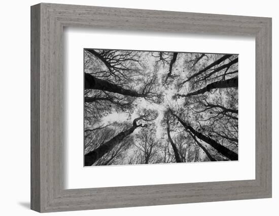 Sassofratino Reserve, Foreste Casentinesi National Park, Badia Prataglia, Tuscany, Italy-ClickAlps-Framed Photographic Print